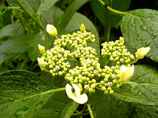 08-05 083.jpg