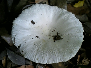 08-06 027.jpg