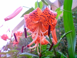 08-07 027.jpg