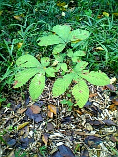 08-09 029.jpg