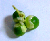 08-09 036.jpg