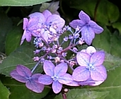 090611_164800_M.JPG