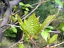 ? 1661.jpg