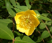 ? 1951.jpg