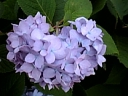 ? 1971.jpg
