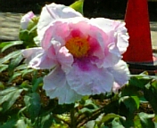 画像 083.jpg