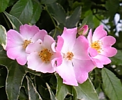 画像 338.jpg