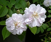 画像 340.jpg