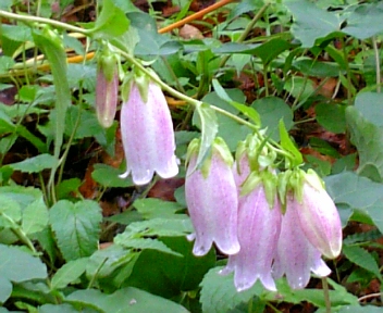 画像 552.jpg