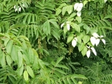 CIMG6907 (220x165).jpg