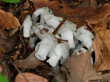 CIMG6951 (440x330).jpg
