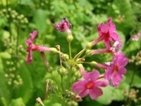 CIMG6961 (200x150).jpg