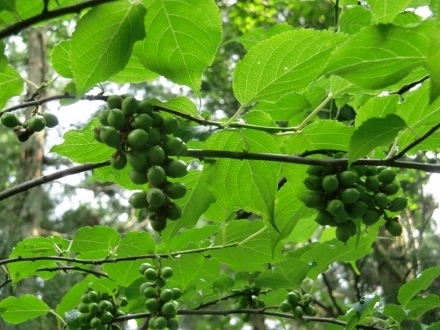 CIMG6969 (440x330).jpg