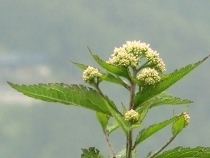 CIMG7158 (210x158).jpg