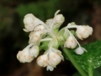 CIMG7159 (200x150).jpg