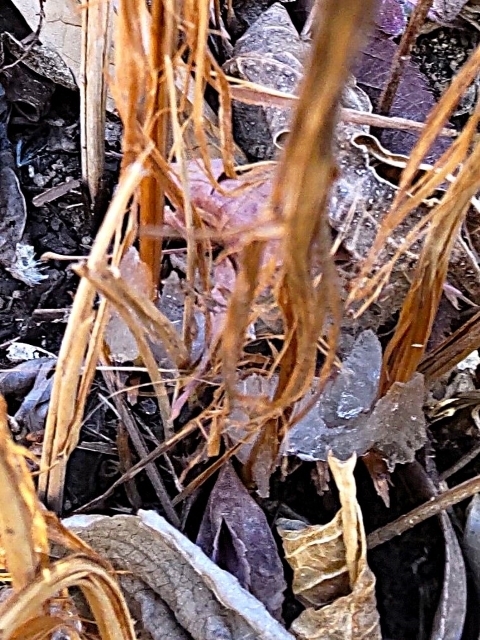 DSC_2376 VoVm.JPG
