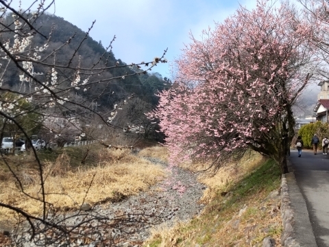 DSC_2483 @~m.JPG