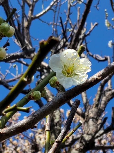 DSC_2494 ؖ뉀 Em.JPG