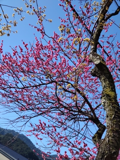 DSC_2497 @~m.JPG