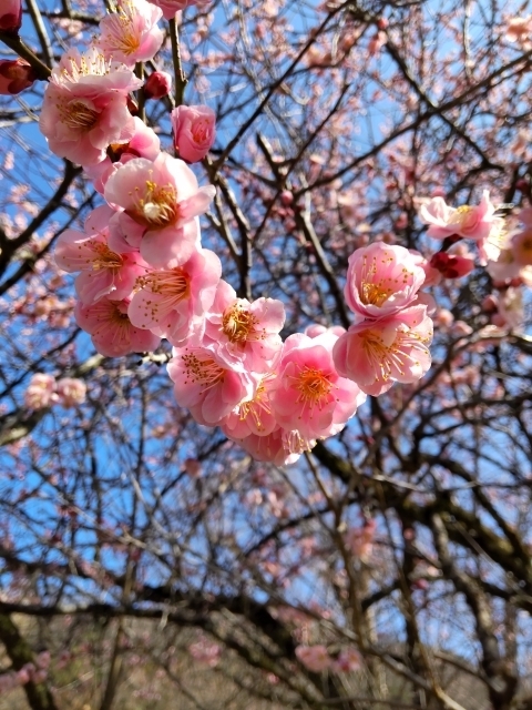 DSC_2498  ~m.JPG