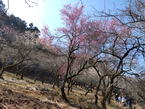 DSC_2502 小仏川 天神梅園m.JPG
