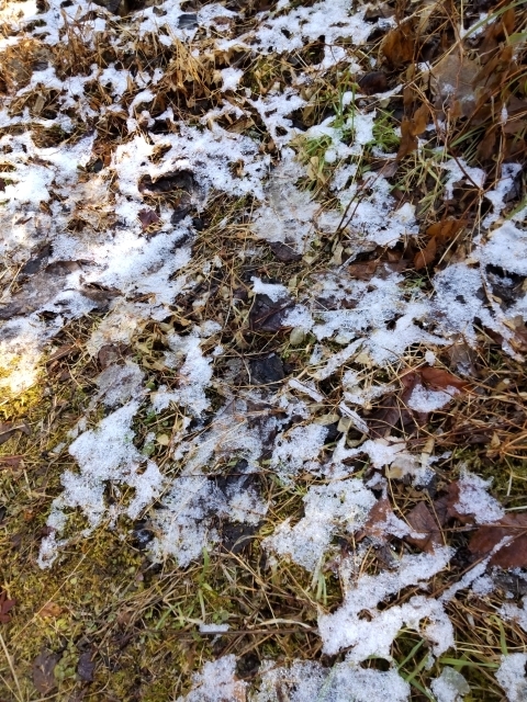 DSC_2505 春の淡雪m.JPG