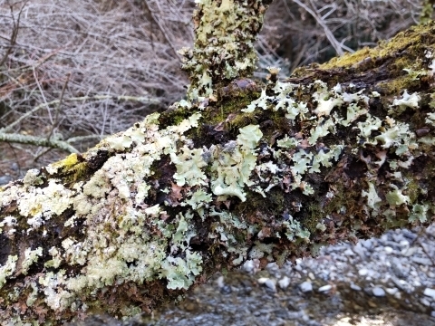 DSC_2507 地衣類m.JPG