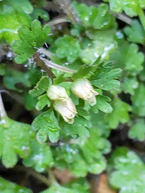 DSC_2515 nilRmm.JPG