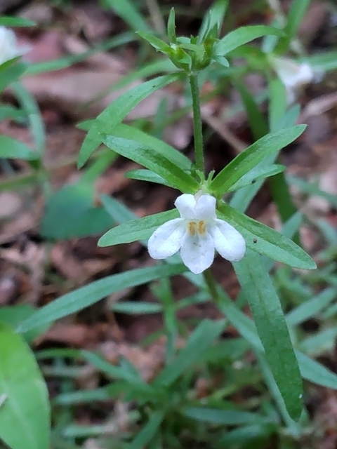 DSC_2715 N`iVOTm.JPG
