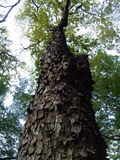 DVC00243.JPG