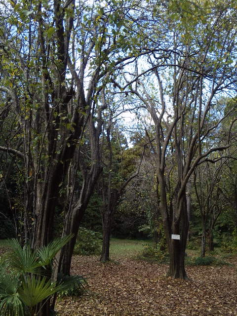 DVC00249.JPG