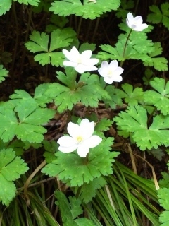 DVC00662 (240x320).jpg