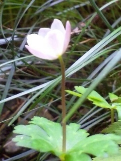 DVC00664 (240x320).jpg