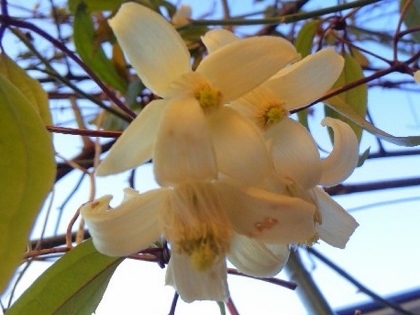 DVC00700 (420x315).jpg