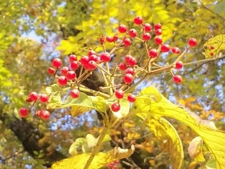 DVC00720ガマズミ (440x330).jpg