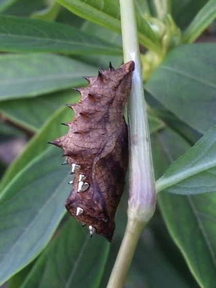 DVC00845 (420x560)ツマグロヒョウモン.jpg