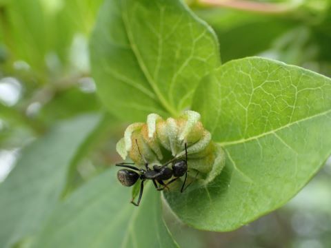 エゴノキの虫こぶ たち 天地 あめつち に遊ぶ