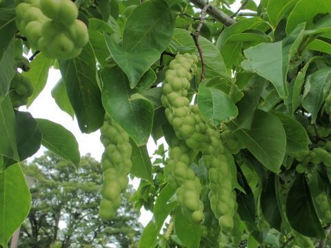 コブシの実 天地 あめつち に遊ぶ