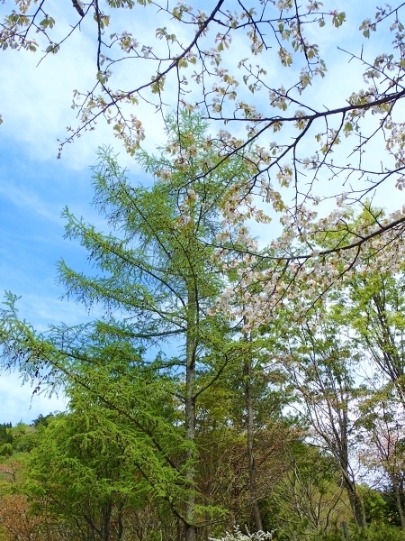 下北　桜とカラマツm　P5035206 (2).jpg