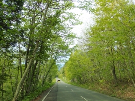 新緑の道m　P5035133 (2).jpg