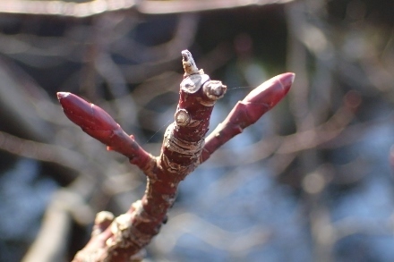 P1109895ミズキ冬芽 (440x293).jpg