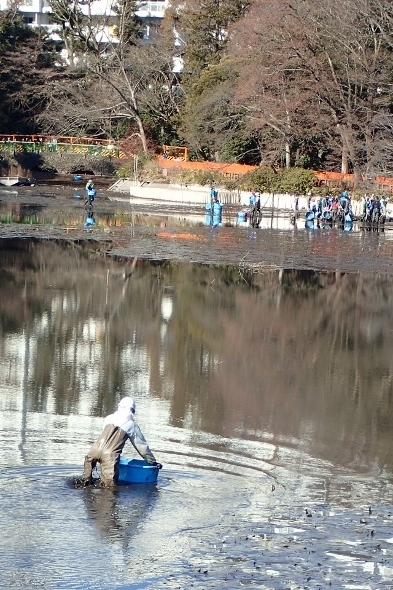 P1139929井の頭かいぼり (393x590).jpg