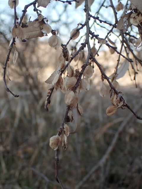 P1159843 ALjm.JPG