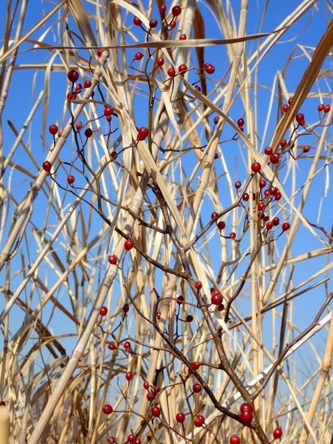 P1159851 mCoHm.JPG