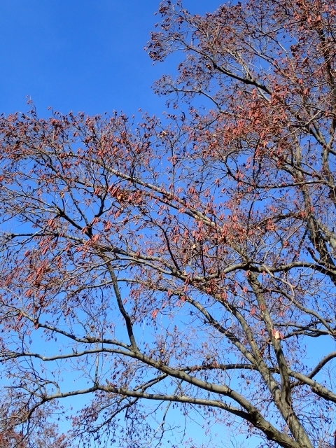 P1159852 nmLm.JPG