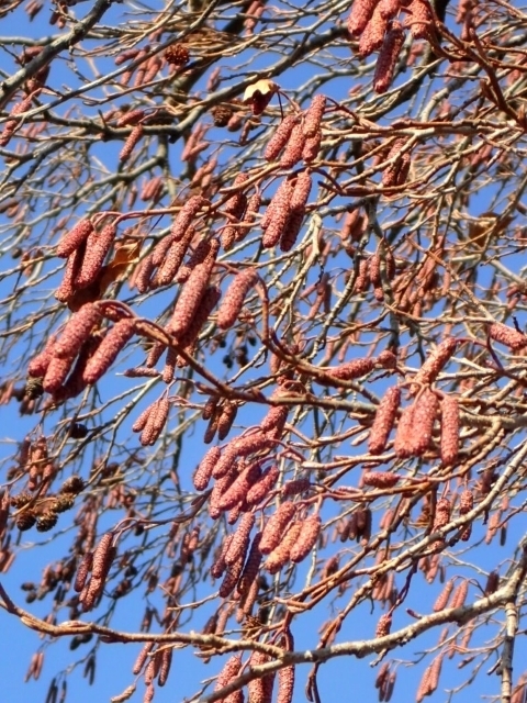 P1159853 nmLm.JPG