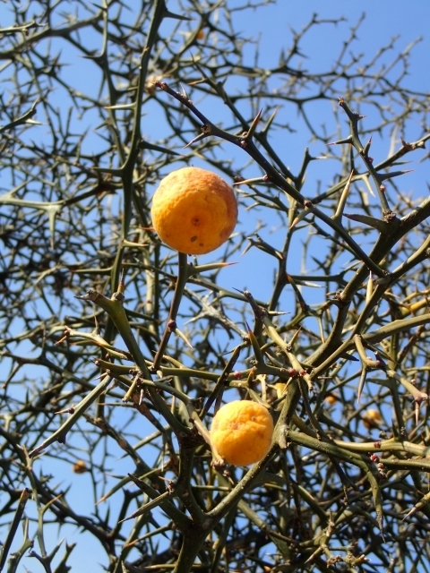 P1159854 J^`m.JPG