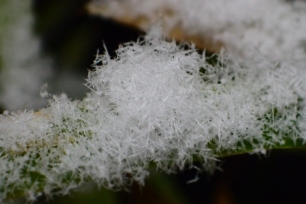 P1229975雪 (440x293).jpg
