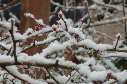 P1229977雪 (440x293).jpg
