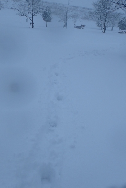 P1229998 (407x610).jpg